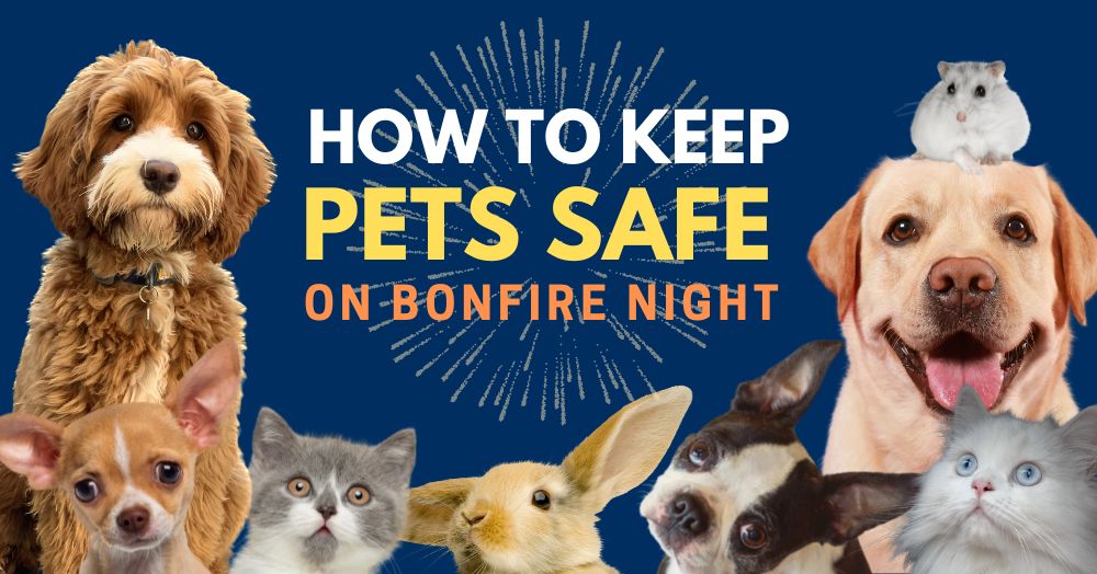 Tips for Keeping Cheshunt Pets Happy on Bonfire Night 