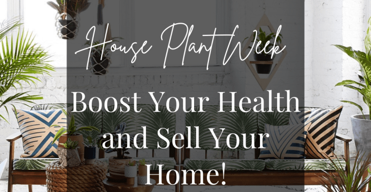 It’s Indoor House Plant Week – Cheshunt Homeowner – Help Boost Your Mood And Sell Your Home!