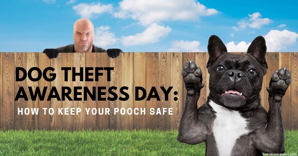 Dog Theft Awareness Day: How to Keep Your Pooch Safe